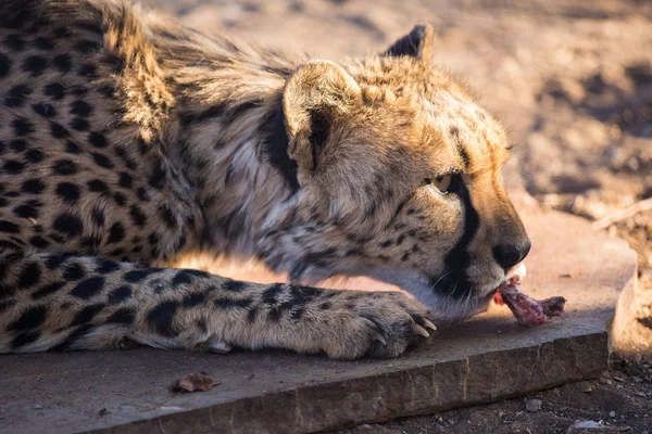 Retrato de cierre de un gran gato salvaje Cheetah con ojos amarillos llamativos y nariz negra. El animal más rápido del mundo. Namibia —  Fotos de Stock