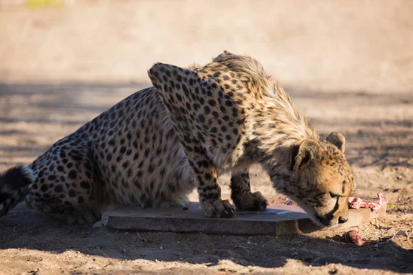 Nahaufnahme Porträt einer großen Geparden-Wildkatze mit gelben Augen und schwarzer Nase. Das schnellste Tier der Welt. Namibia — Stockfoto