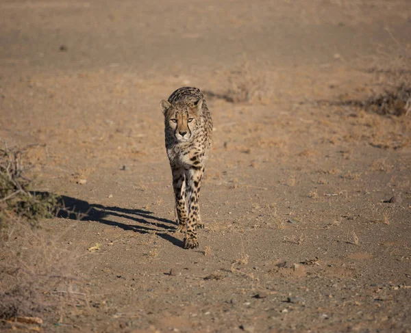 Retrato de close-up de um grande Cheetah gatos selvagens impressionante olhos amarelos e nariz preto. O animal mais rápido do mundo. Namíbia — Fotografia de Stock