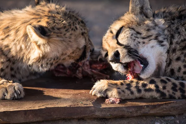 Zbliżenie portret dwóch wielkich dzikich agresywnych kotów Cheetah jedzących mięso z chciwością i rykiem pokazując niebezpieczne zęby. Namibia. — Zdjęcie stockowe