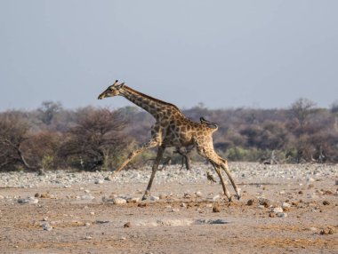 Korkmuş zürafa Etosha 'nın kumlu ovalarında yırtıcı hayvandan kaçıyor. Namibya. Afrika