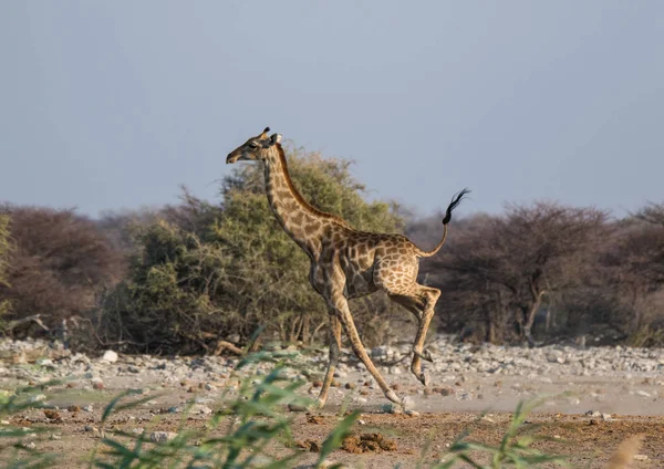 Frightened giraffe running away from predator over sandy plains of Etosha. Namibia. Africa