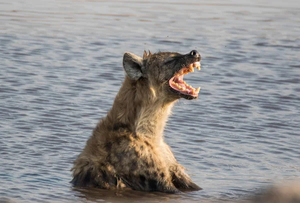 Perigosa hiena manchado sentado na lagoa e tomando banhos e bocejar e mostrando dentes enormes. Namíbia. África — Fotografia de Stock