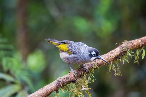 Yeni Gine Nin Güzel Cennet Kuşu Uzun Kuyruklu Gagalı Tropikal — Stok fotoğraf