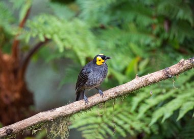 Yeni Gine 'nin güzel cennet kuşu uzun kuyruklu ve gagalı tropikal meyvelerle.