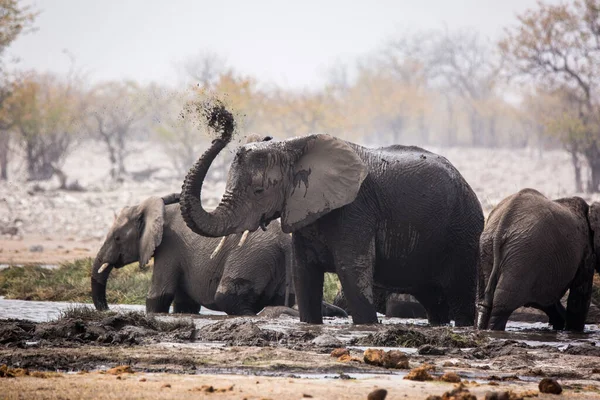 Gran manada de elefantes bebiendo agua y tomando baños de barro en el abrevadero con suavemente tocarse unos a otros con enormes troncos. ¡África! Namibia. Parque nacional de Etosha . — Foto de Stock