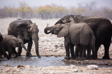 Büyük fil sürüleri su içiyorlar ve su birikintisinde büyük gövdelerle nazikçe birbirlerine dokunarak çamur banyosu yapıyorlar. Afrika. Namibya. Etosha Milli Parkı.