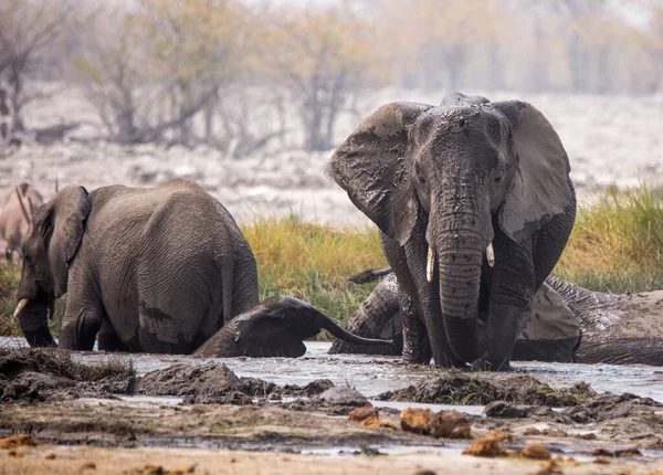 Большое стадо слонов пьет воду и принимает грязевые ванны в водопое, нежно прикасаясь друг к другу огромными стволами. Африка. Намибия. Этоша . — стоковое фото