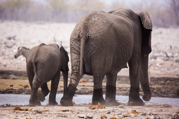 一大群大象喝水，在水坑里洗泥浴，用巨大的树干轻抚对方。非洲。纳米比亚。埃托沙国家公园. — 图库照片