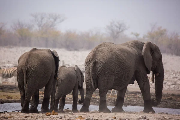 Gran manada de elefantes bebiendo agua y tomando baños de barro en el abrevadero con suavemente tocarse unos a otros con enormes troncos. ¡África! Namibia. Parque nacional de Etosha . — Foto de Stock