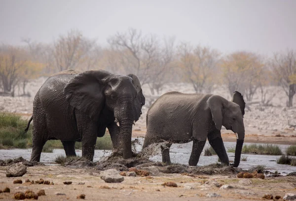 Gran manada de elefantes bebiendo agua y tomando baños de barro en el abrevadero con suavemente tocarse unos a otros con enormes troncos. ¡África! Namibia. Parque nacional de Etosha . — Foto de Stock
