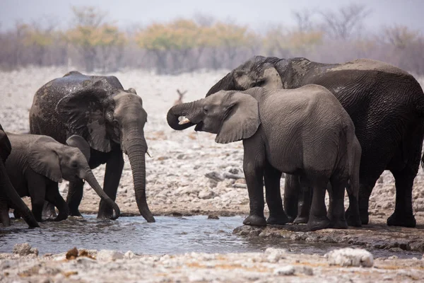 Grand troupeau d'éléphants buvant de l'eau et prenant des bains de boue dans un trou d'eau en se touchant doucement avec d'énormes troncs. L'Afrique. Namibie. Parc national d'Etosha . — Photo