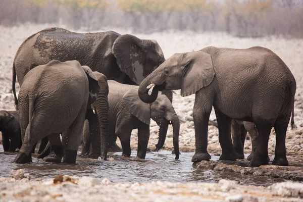 Grand troupeau d'éléphants buvant de l'eau et prenant des bains de boue dans un trou d'eau en se touchant doucement avec d'énormes troncs. L'Afrique. Namibie. Parc national d'Etosha . — Photo