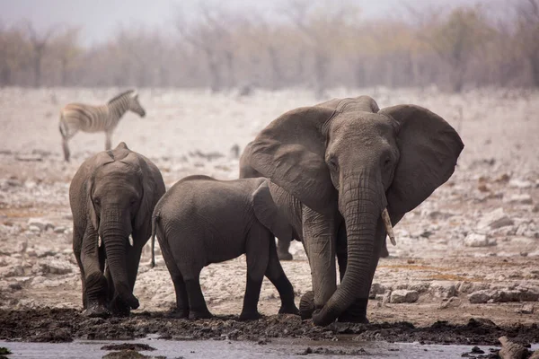 Большое стадо слонов пьет воду и принимает грязевые ванны в водопое, нежно прикасаясь друг к другу огромными стволами. Африка. Намибия. Этоша . — стоковое фото