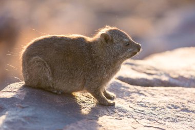 Daman bir taşın üzerinde oturuyor ve güneşin tadını çıkarıyor ve dost canlısı ve ilgiyle bakıyor. Namibya. Afrika.