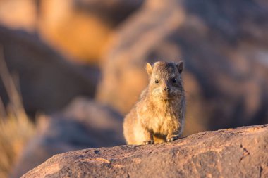 Daman bir taşın üzerinde oturuyor ve güneşin tadını çıkarıyor ve dost canlısı ve ilgiyle bakıyor. Namibya. Afrika.