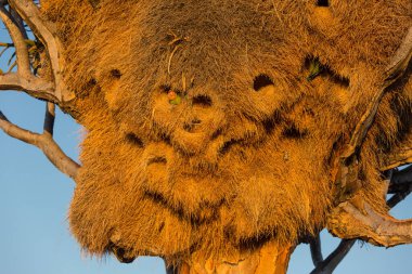 Dokumacı kuşunun büyük yuvası, Weaver ailesinin Güney Afrika 'ya özgü bir kuş türüdür. Namibya