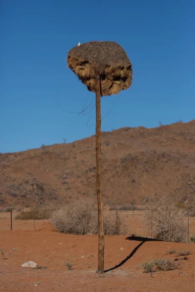 = = Verspreiding en leefgebied = = Deze soort komt voor van zuidelijk Afrika tot zuidelijk Afrika. Namibië — Stockfoto