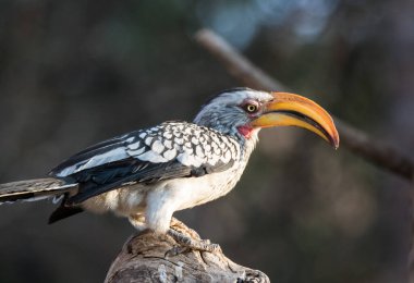 Güzel bir güneyli boynuzlu boynuz gagalı portresi, Tockus lömelas, dalında kocaman bir gagası var. Namibya. Afrika