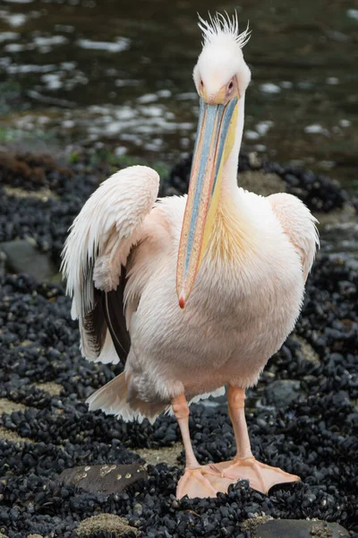 Retrato de belo pássaro aquático Pelicano apoiado por rosa com bico amarelo e penas rosa doces e topknot engraçado. Namíbia . — Fotografia de Stock