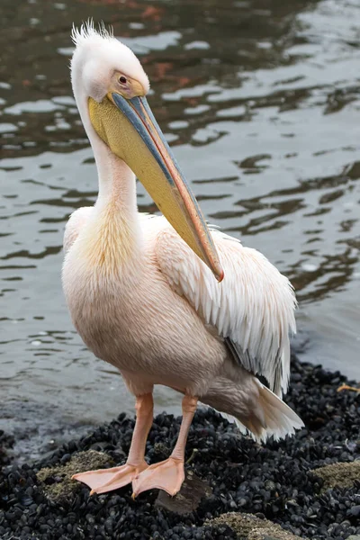 Porträt eines wunderschönen Wasservogels mit rosafarbenem Pelikan mit gelbem Schnabel und sanft rosafarbenen Federn und lustigem Knoten. Namibia. — Stockfoto