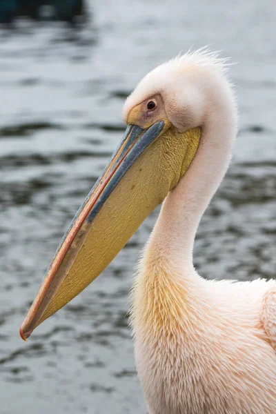 Retrato de belo pássaro aquático Pelicano apoiado por rosa com bico amarelo e penas rosa doces e topknot engraçado. Namíbia . — Fotografia de Stock