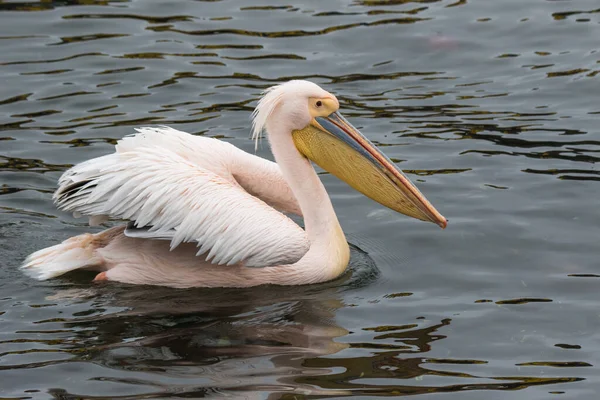 Porträt eines wunderschönen Wasservogels mit rosafarbenem Pelikan mit gelbem Schnabel und sanft rosafarbenen Federn und lustigem Knoten. Namibia. — Stockfoto