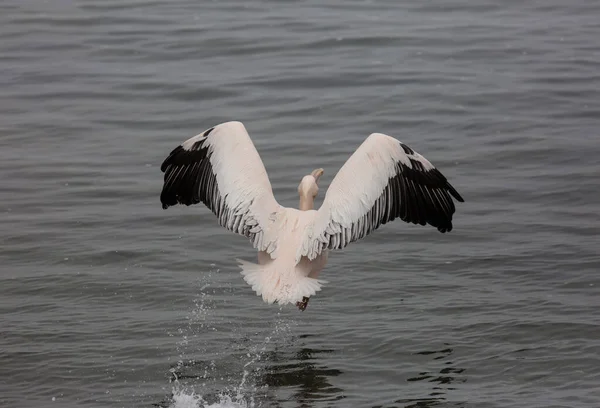 Beautiful water bird Pink-backed Pelican with yellow beak and gentle pink feathers and funny topknot flying up from water. Namibia.