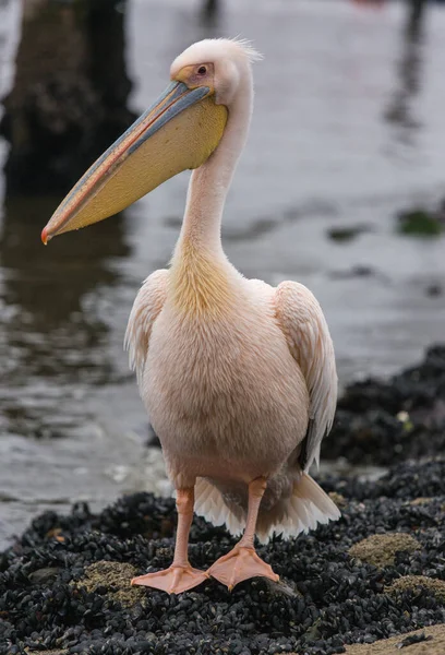 Retrato de belo pássaro aquático Pelicano apoiado por rosa com bico amarelo e penas rosa doces e topknot engraçado. Namíbia . — Fotografia de Stock