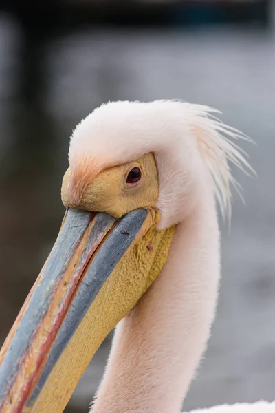 Porträt eines wunderschönen Wasservogels mit rosafarbenem Pelikan mit gelbem Schnabel und sanft rosafarbenen Federn und lustigem Knoten. Namibia. — Stockfoto