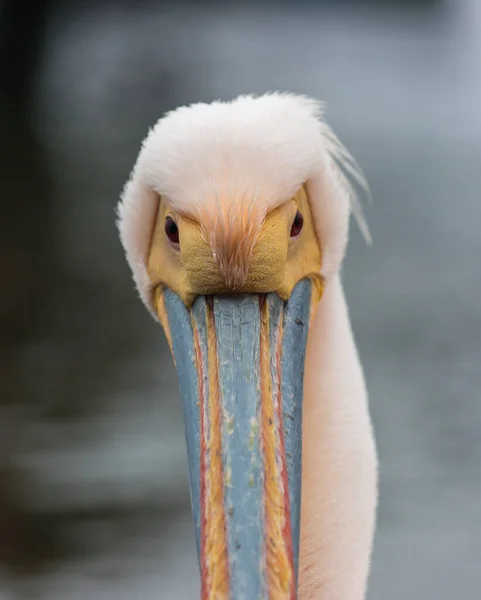 Портрет красивой водяной птицы Pink-back Pelican с желтым клювом и нежными розовыми перьями и забавным топкнотом. Намибия . — стоковое фото
