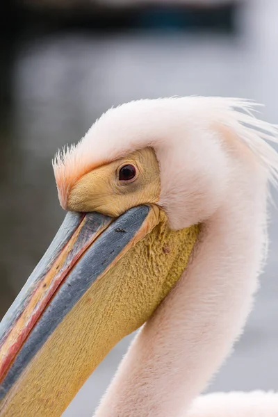 Porträt eines wunderschönen Wasservogels mit rosafarbenem Pelikan mit gelbem Schnabel und sanft rosafarbenen Federn und lustigem Knoten. Namibia. — Stockfoto