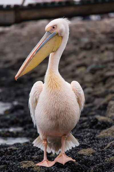 Retrato de belo pássaro aquático Pelicano apoiado por rosa com bico amarelo e penas rosa doces e topknot engraçado. Namíbia . — Fotografia de Stock