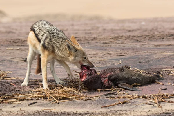 Hungry Black apoiou chacal comendo filhote de foca morto e guardando captura em pé na costa do oceano. Namíbia — Fotografia de Stock