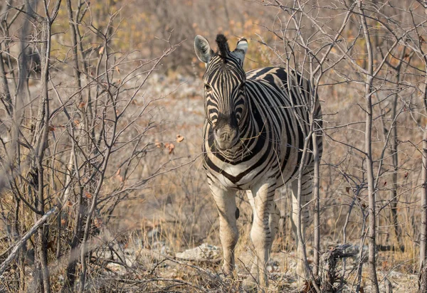 Szoros portré csíkos zebráról, okos fekete szemekkel az afrikai szavannán, amint egy száraz bokrot rágcsál. Safari Namíbiában. — Stock Fotó