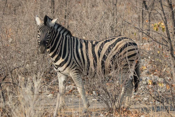 Szoros portré csíkos zebráról, okos fekete szemekkel az afrikai szavannán, amint egy száraz bokrot rágcsál. Safari Namíbiában. — Stock Fotó