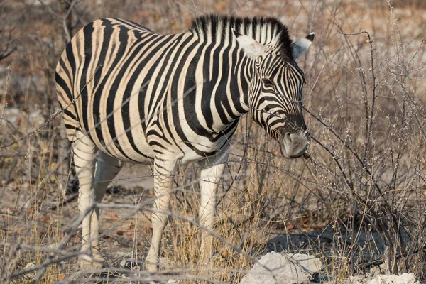 Nahaufnahme Porträt eines gestreiften Zebras mit klugen großen schwarzen Augen auf der afrikanischen Savanne, die einen trockenen Busch kaut. Safari in Namibia. — Stockfoto