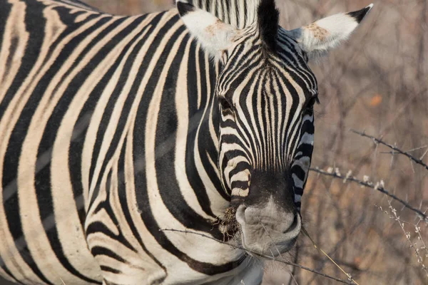 Detailní portrét pruhované zebry s chytrýma velkýma černýma očima na africké savaně žvýkající suchý keř. Safari v Namibii. — Stock fotografie