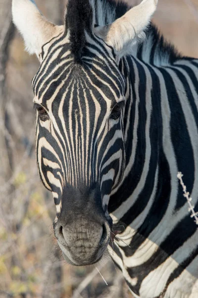 Close Portret Van Gestreepte Zebra Met Slimme Grote Zwarte Ogen — Stockfoto