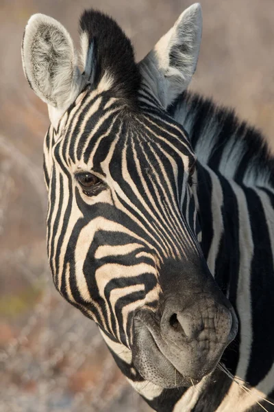 Retrato Close Zebra Listrada Com Grandes Olhos Pretos Inteligentes Savana — Fotografia de Stock