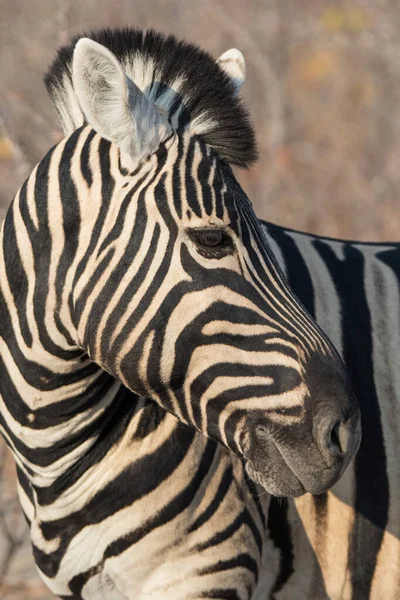 非洲稀树草原上长着一双聪明的大黑眼睛的条纹斑马的特写 纳米比亚的Safari — 图库照片