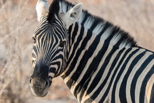 Afrika Savanasında Kurumuş Bir Çalı Çiğneyen Parlak Siyah Gözlü Çizgili — Stok fotoğraf