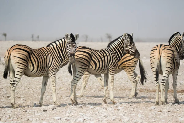 Rebanho Zebras Listradas Com Focinhos Curiosos Savana Africana Estação Seca — Fotografia de Stock