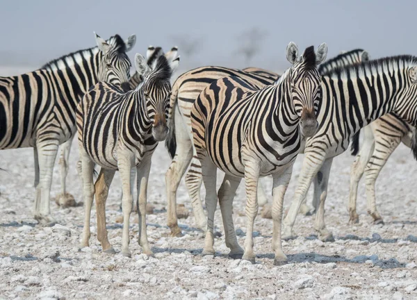 Herd Van Gestreepte Zebra Met Nieuwsgierige Muilkorven Afrikaanse Savanne Het — Stockfoto