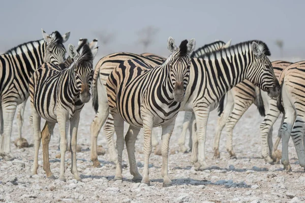 Troupeau Zèbres Rayés Avec Des Muselières Curieuses Sur Savane Africaine — Photo