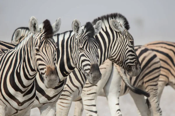 Herd Van Gestreepte Zebra Met Nieuwsgierige Muilkorven Afrikaanse Savanne Het — Stockfoto