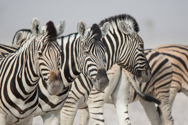 Herd of striped zebras with curious muzzles on African savanna in dry season in dusty waterless day. Safari in Namibia