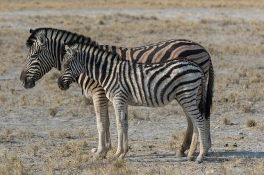Tozlu ve susuz bir günde Afrika savanasında meraklı ağızlık takan iki sevimli çizgili zebra anne ve bebek. Namibya 'da Safari.