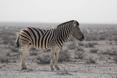 Tozsuz bir günde, kurak mevsimde Afrika savanasında tuhaf ağızlık takan yalnız çizgili zebra. Namibya 'da Safari