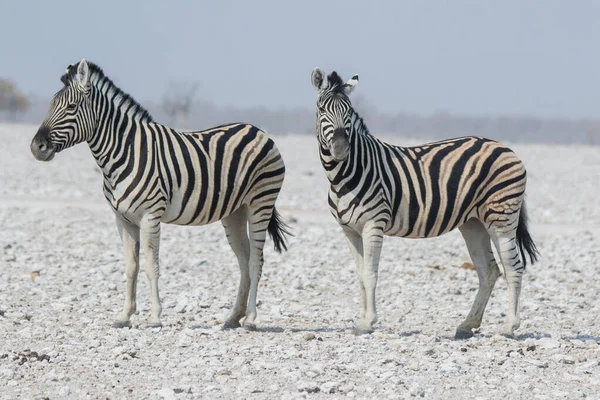 Dwie słodkie zebry w paski matka i dziecko z ciekawymi kagańcami na afrykańskiej sawannie w porze suchej w zakurzony bezwodny dzień. Safari w Namibii. — Zdjęcie stockowe